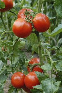 home-grown-tomato