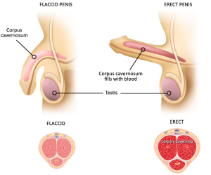 penis-with-erection-diagram